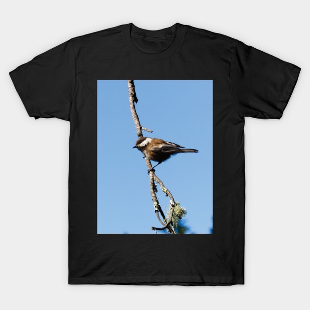 Chestnut-backed Chickadee T-Shirt by DPattonPD